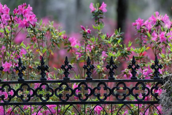 Jones, Adam 아티스트의 Iron fence and azaleas in full bloom-Bonaventure Cemetery-Savannah-Georgia작품입니다.